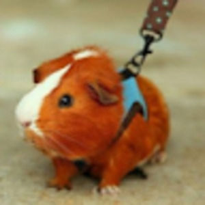 Meet your Posher, Deanna